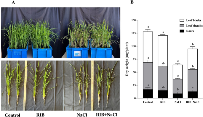 Effects of riboflavin application on rice growth under salinized soil conditions