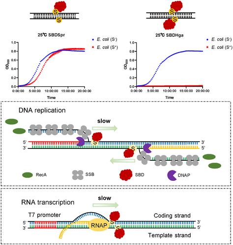 The binding affinity-dependent inhibition of cell growth and viability by DNA sulfur-binding domains.