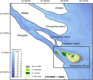 Salt Marsh Morphological Evolution Under Plant Species Invasion