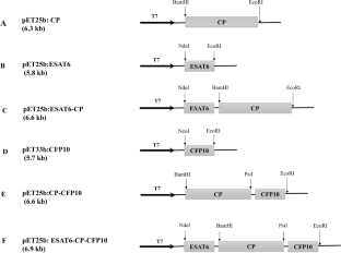 Engineering potyvirus-like particles to display multiple copies of tuberculosis antigens