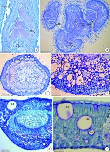 Oil and mucilage idioblasts co-occur in the vegetative organs of Ocotea pulchella (Lauraceae): comparative development, ultrastructure and secretions.