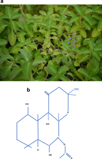 Biotechnological interventions for the production of forskolin, an active compound from the medicinal plant, Coleus forskohlii