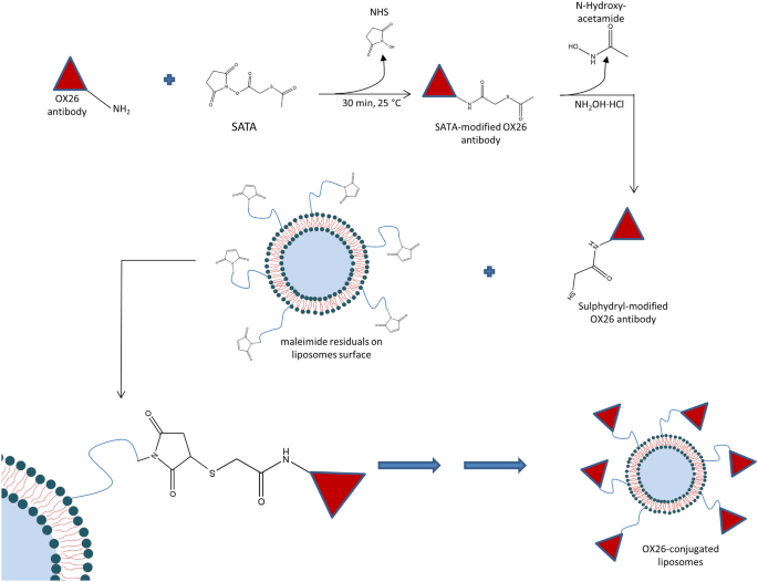 OX26-cojugated gangliosilated liposomes to improve the post-ischemic therapeutic effect of CDP-choline.