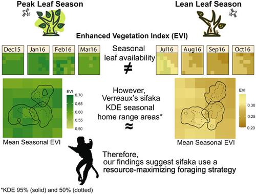 Consistency in Verreaux's sifaka home range and core area size despite seasonal variation in resource availability as assessed by Enhanced Vegetation Index (EVI)