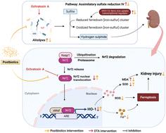 Tropical postbiotics alleviate the disorders in the gut microbiota and kidney damage induced by ochratoxin A exposure†
