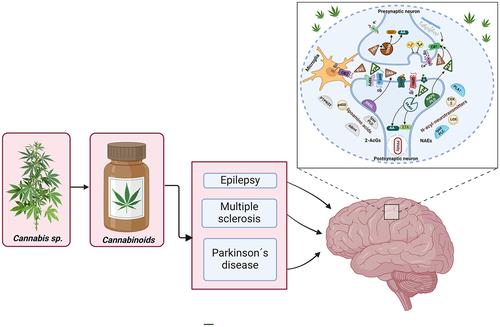 Therapeutic applicability of cannabidiol and other phytocannabinoids in epilepsy, multiple sclerosis and Parkinson's disease and in comorbidity with psychiatric disorders