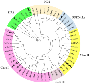 Genome-wide identification, phylogenetic analysis, and functional prediction of histone deacetylase genes in Spinacia oleracea L