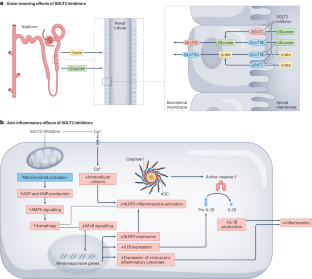 The clinical benefits of sodium–glucose cotransporter type 2 inhibitors in people with gout