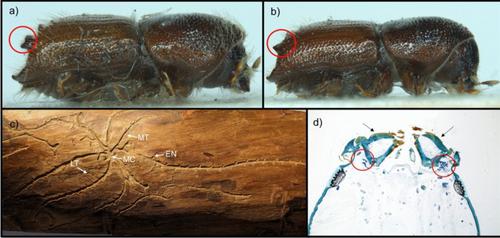 The pine bark beetle Ips acuminatus: an ecological perspective on life-history traits promoting outbreaks