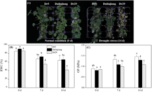 Differential drought tolerance among dichondra (Dichondra repens) genotypes in relation to alterations in chlorophyll metabolism, osmotic adjustment, and accumulation of organic metabolites.