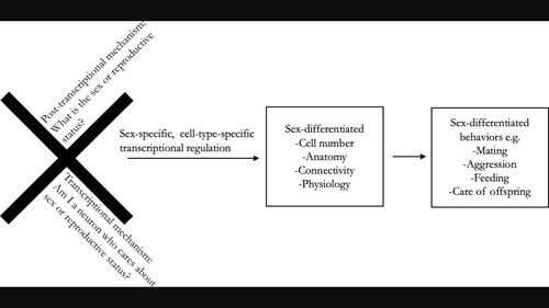 Let's talk about sex: Mechanisms of neural sexual differentiation in Bilateria.