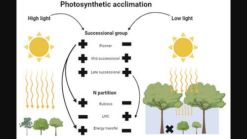 Differential photosynthetic plasticity of Amazonian tree species in response to light environments