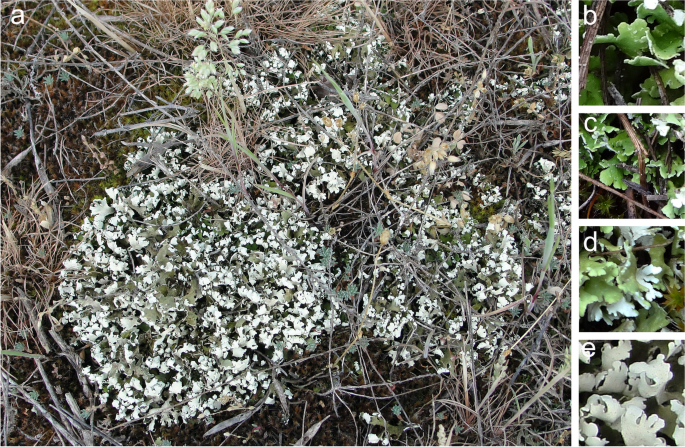 The algal partnership is associated with quantitative variation of lichen specific metabolites in Cladonia foliacea from Central and Southern Europe