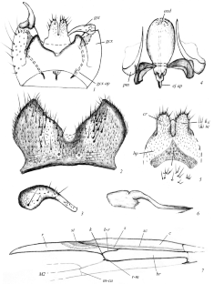 Species of the Genus Bibio Geoffroy, 1762 (Diptera, Bibionidae) of the Russian Fauna with a Black Body and Darkened Wings