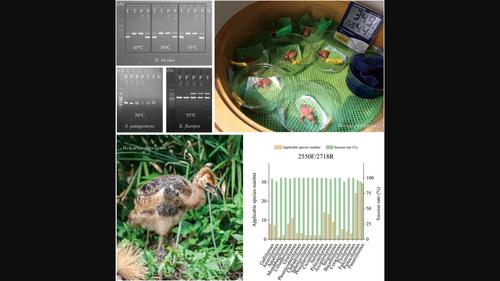 Sex identification of birds in Taipei Zoo.