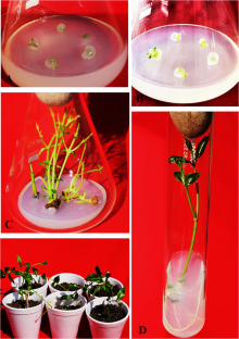 Synthesis of nonembryonic synseed, short term conservation, phytochemical evaluation and assessment of genetic stability through SCoT markers in Decalepis salicifolia