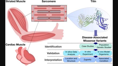 Walking with giants: The challenges of variant impact assessment in the giant sarcomeric protein titin.