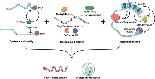 Poly(A) tale: From A to A; RNA polyadenylation in prokaryotes and eukaryotes.