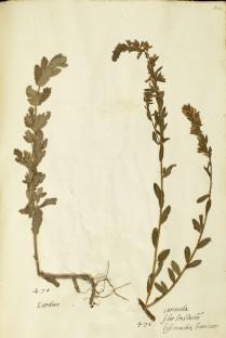 Origin and evolution of herbaria in the sixteenth century