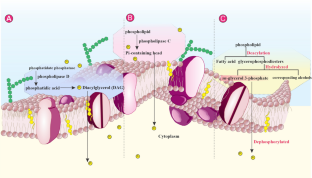 An update on Glycerophosphodiester Phosphodiesterases; From Bacteria to Human.