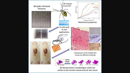 In vitro and in vivo investigation of Argiope bruennichi spider silk-based novel biomaterial for medical use