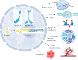 What Actin and Myosin Do in the Nucleus: New Functions of the Well-Known Proteins