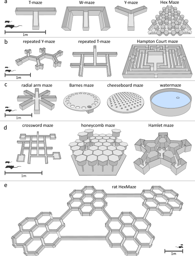 Rodent maze studies: from following simple rules to complex map learning.