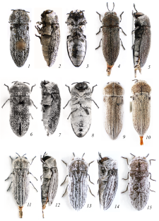 New Species of Acmaeoderella Cobos, 1955 from the Arabian Peninsula with Taxonomic Notes on the A. (Euacmaeoderella) nivifera (Abeille de Perrin, 1894) Species Group (Coleoptera, Buprestidae: Polycestinae)