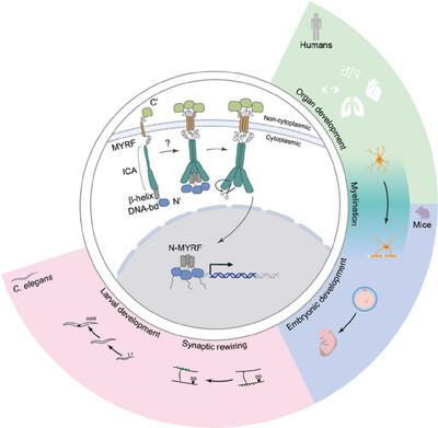 MYRF: A unique transmembrane transcription factor- from proteolytic self-processing to its multifaceted roles in animal development