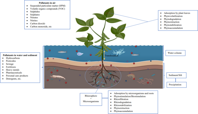 Exploring macrophytes’ microbial populations dynamics to enhance bioremediation in constructed wetlands for industrial pollutants removal in sustainable wastewater treatment