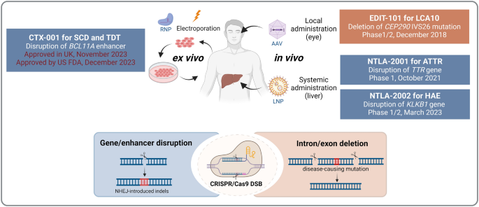 Targeted Gene Insertion: The Cutting Edge of CRISPR Drug Development with Hemophilia as a Highlight.