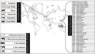 Elucidation of population stratifying markers and selective sweeps in crossbred Landlly pig population using genome-wide SNP data.