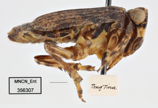 New Record of Perissana bispinata (Dlabola, 1980) (Hemiptera: Fulgoromorpha, Caliscelidae) from Iran