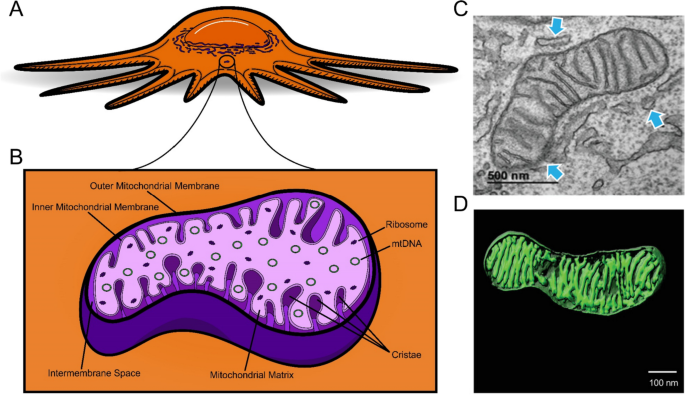 The movement of mitochondria in breast cancer: internal motility and intercellular transfer of mitochondria.