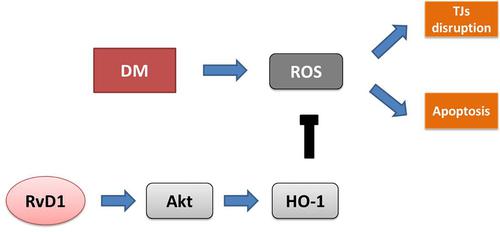 Resolvins protect against diabetes-induced colonic oxidative stress, barrier dysfunction, and associated diarrhea via the HO-1 pathway.