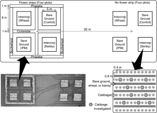 Intercropping and flower strips to enhance natural enemies and control aphids: a comparative study in cabbage fields of Japan and Germany