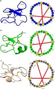 Immunosuppressive Cyclotides: A Promising Approach for Treating Autoimmune Diseases.