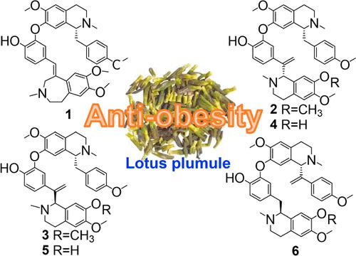 Structurally Diverse Bisbenzylisoquinoline Alkaloids with Antiadipogenic Activity through PPARγ Downregulation from the Embryo of Nelumbo nucifera Seeds