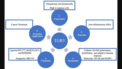 The role of bile acid receptor TGR5 in regulating inflammatory signalling.