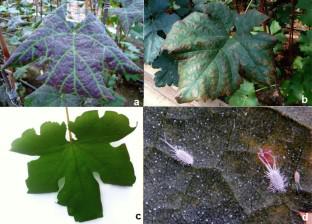 Analyzes of mealybug (Pseudococcus longispinus) virome reveal grapevine viruses diversity