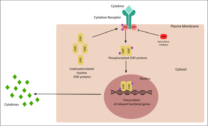 JAK-STAT Signaling and Beyond in the Pathogenesis of Spondyloarthritis and Their Clinical Significance.