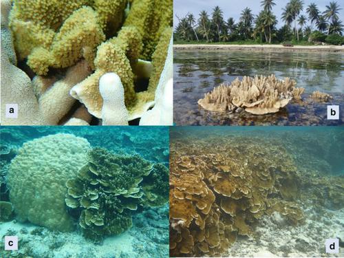 Genomics of a novel ecological phase shift: the case of a ‘weedy’ Montipora coral in Ulithi, Micronesia