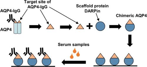 AQP4-DARPin1: A Chimeric Antigen Based on Scaffold Protein DARPin for Efficient Detection of AQP4-IgG in NMOSD