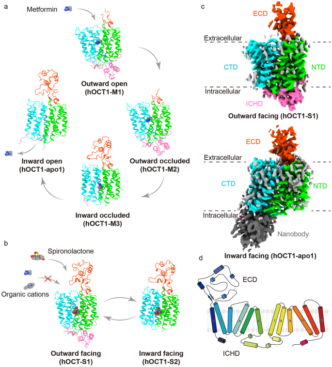 Structural insights into human organic cation transporter 1 transport and inhibition.