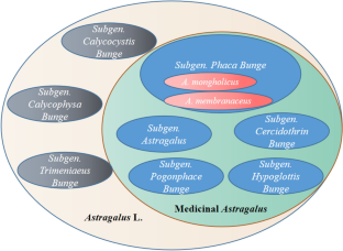 Astragali Radix: comprehensive review of its botany, phytochemistry, pharmacology and clinical application