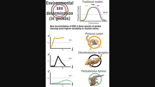 Pivotal temperature is not for everyone: Evidence for temperature-dependent sex determination in three gecko species