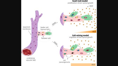 Computational modeling of angiogenesis: The importance of cell rearrangements during vascular growth.