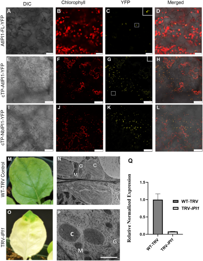 The dicot homolog of maize PPR103 carries a C-terminal DYW domain and may have a role in C-to-U editing of some chloroplast RNA transcripts.