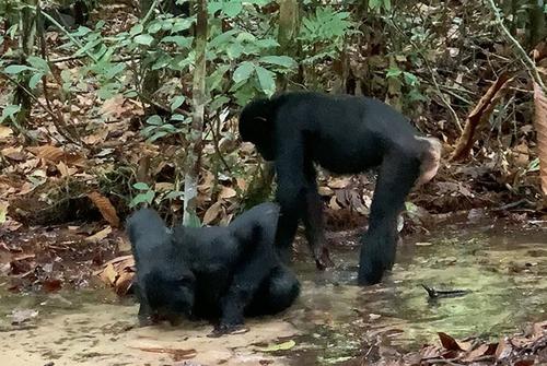 Water scooping: tool use by a wild bonobo (Pan paniscus) at LuiKotale, a case report.