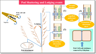 Synergistic effect of Paclobutrazol and silver nanoparticles (AgNPs) control the pod shattering in canola (Brassica napus L.) via physiological interferences: a mechanistic overview